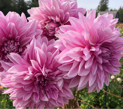 Dahlia Cafe Au Lait Rose