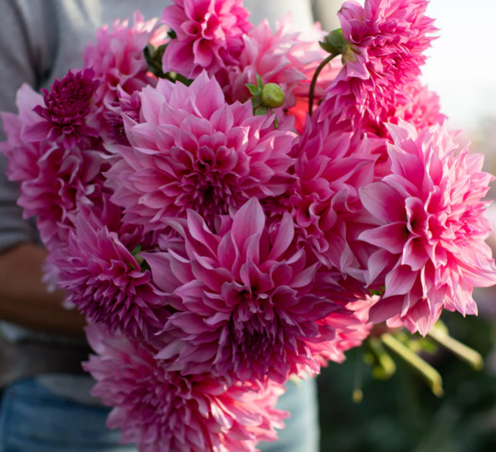 Dahlia Cafe Au Lait Rose