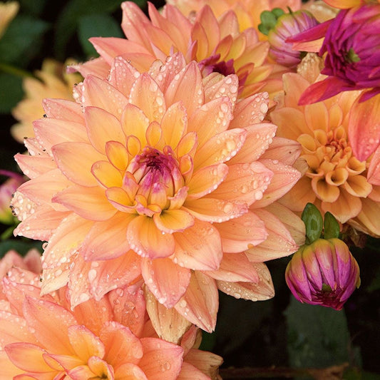 Dahlia Melody Dora
