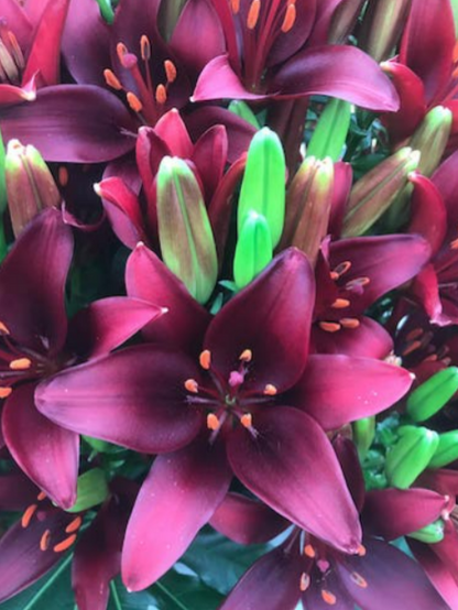 Lily Dark Secret