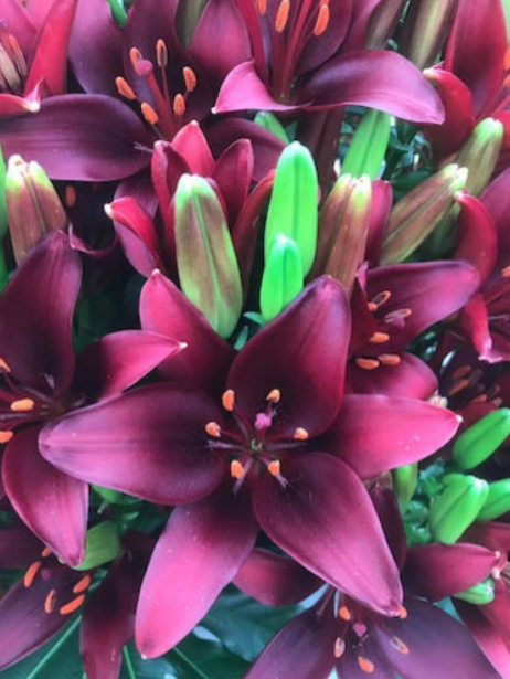 Lily Dark Secret