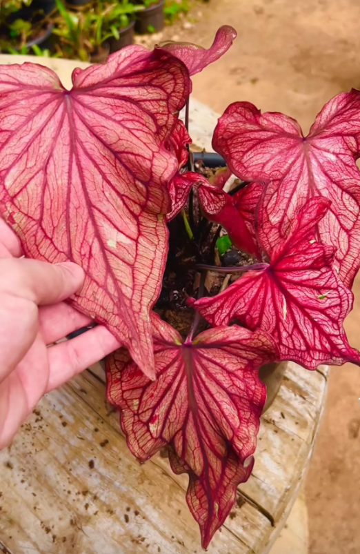 Caladium Desert Sunset