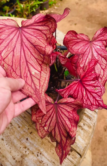 Caladium Desert Sunset