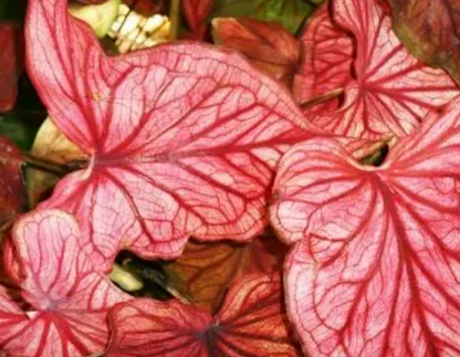 Caladium Desert Sunset