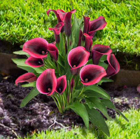 Calla Dior
