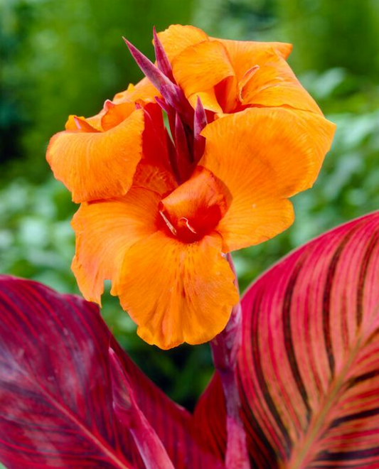 Canna Durban