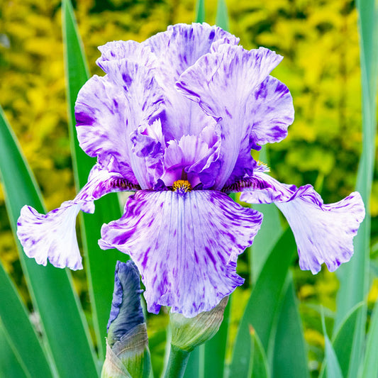 Bearded Iris Elainealope