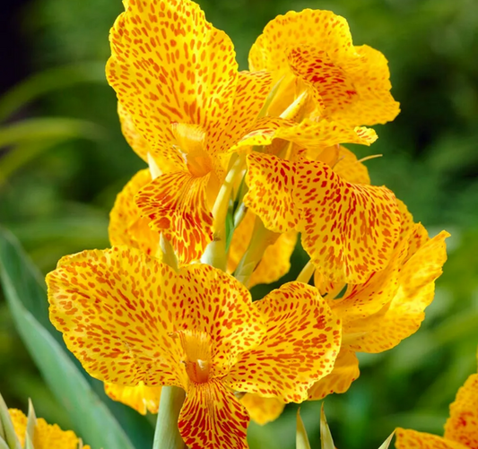 Canna En Avant