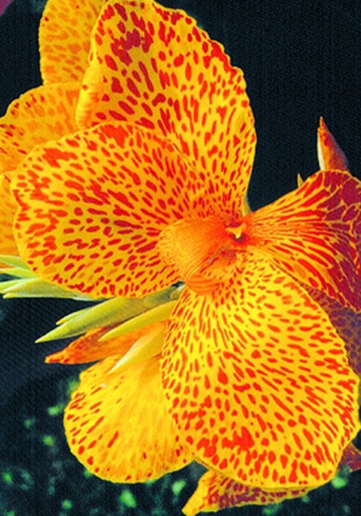 Canna En Avant