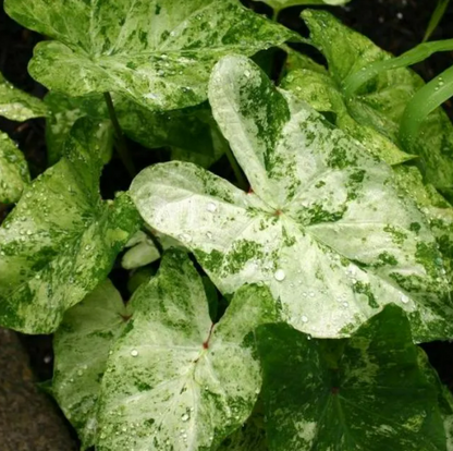 Caladium Frog in a Blender
