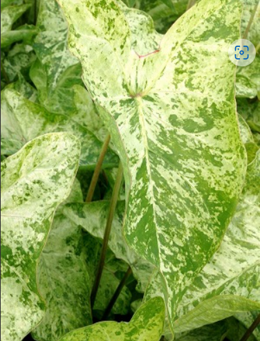 Caladium Frog in a Blender