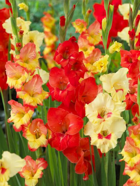 Gladiolus Hot N Spicy Mix