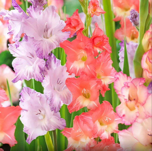 Gladiolus Peaches N Cream Mix
