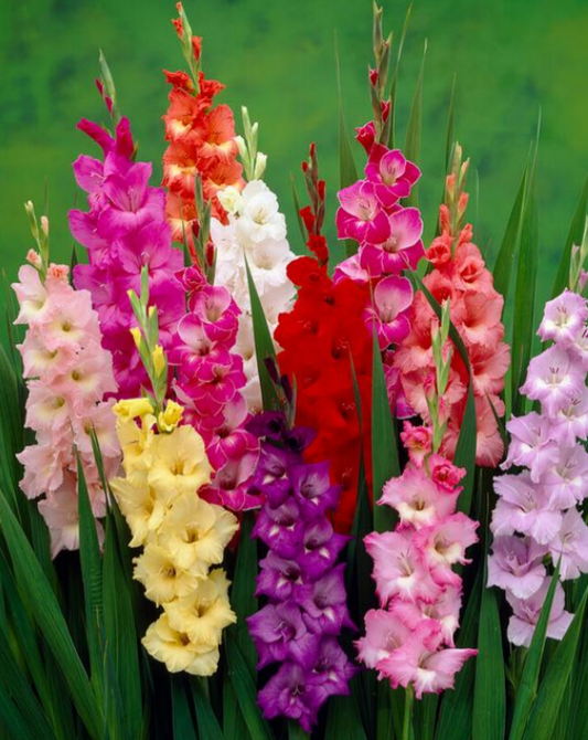 Gladiolus Rainbow Mix