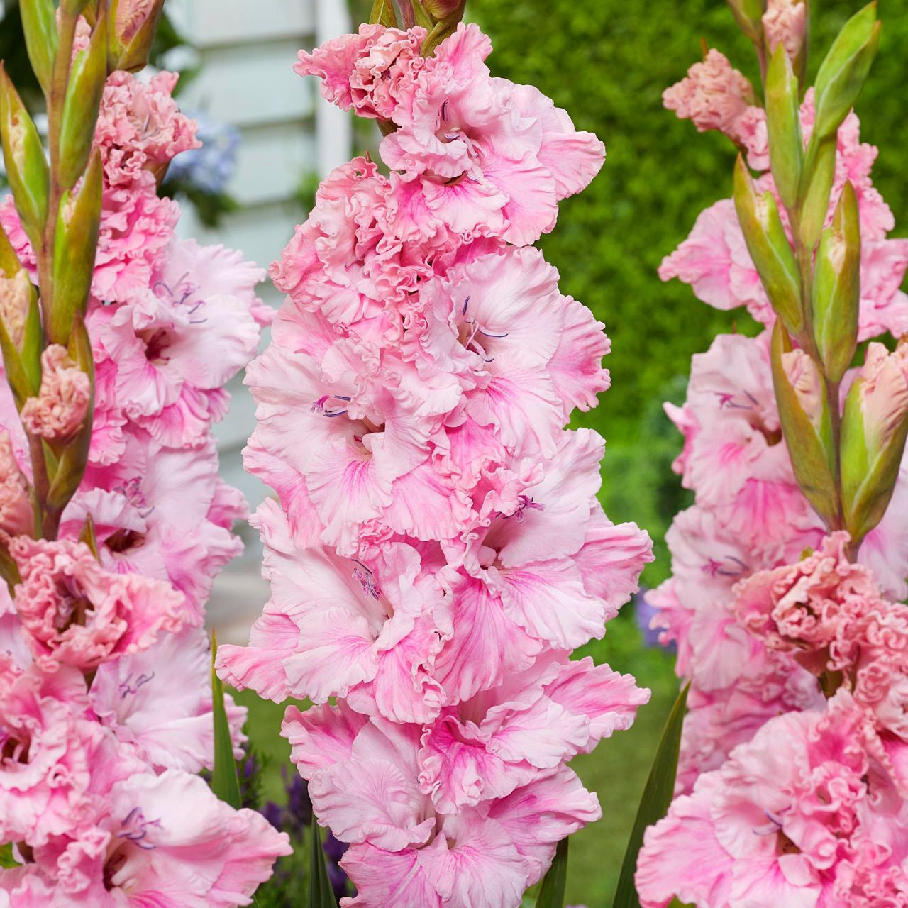 Gladiolus Soft Innocence