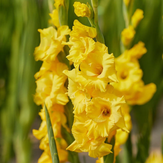 Gladiolus Strong Gold