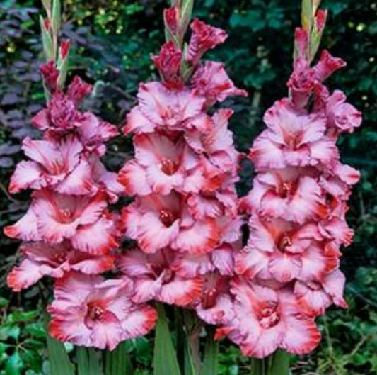 Gladiolus Ted's Trump