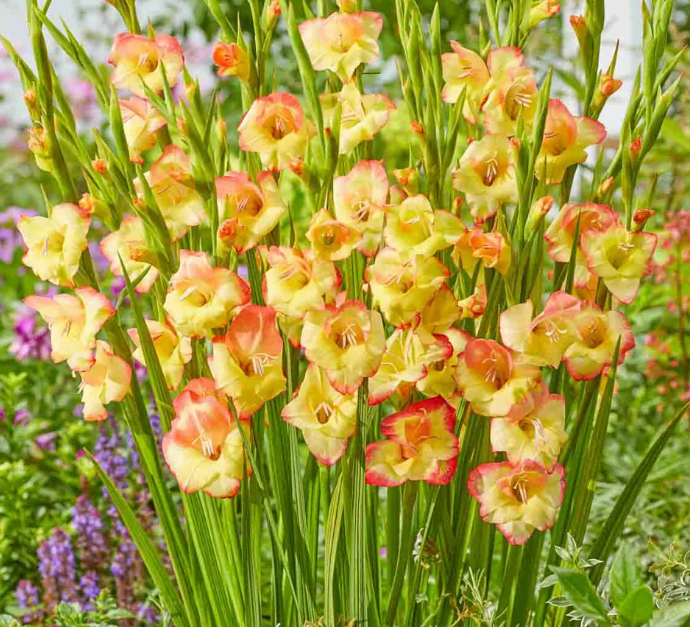 Gladiolus Las Vegas