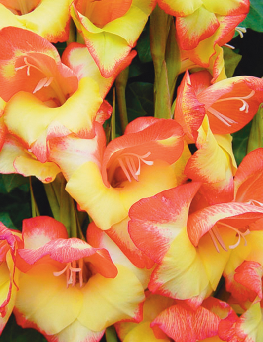 Gladiolus Las Vegas