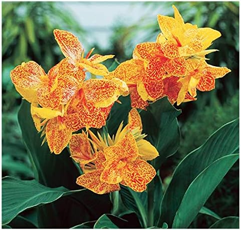 Canna Dwarf Golden Lucifer