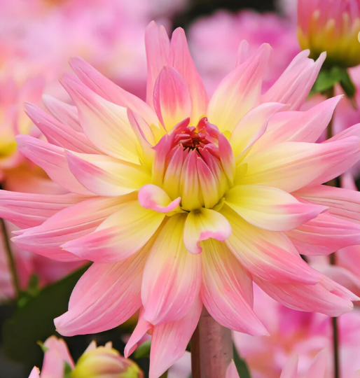 Dahlia Melody Gypsy
