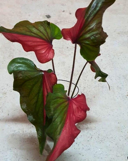 Caladium Harrison Strap