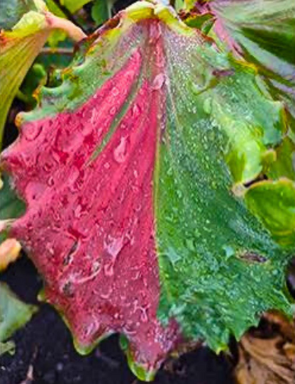 Caladium Harrison Strap