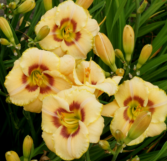Daylily Custard Candy