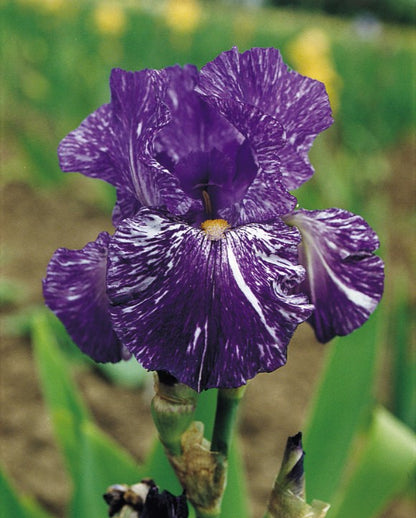 Bearded Iris Batik
