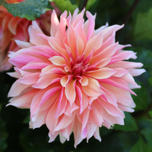 Dahlia Labyrinth