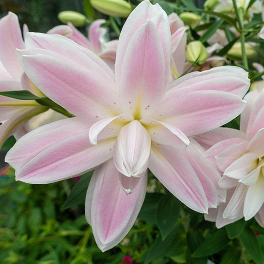 Lily Lotus Queen Double