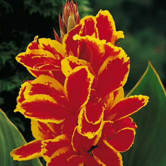 Canna Dwarf Lucifer
