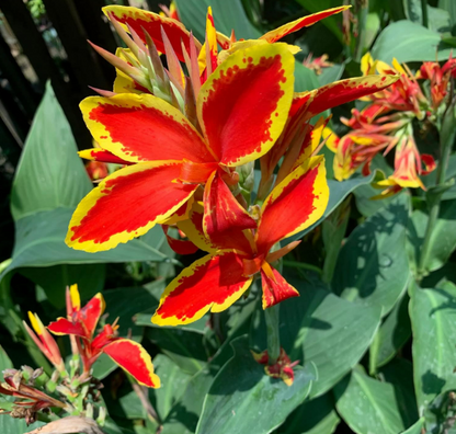 Canna Dwarf Lucifer