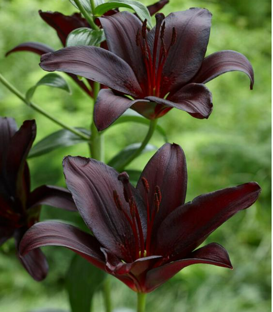 Lily Night Rider