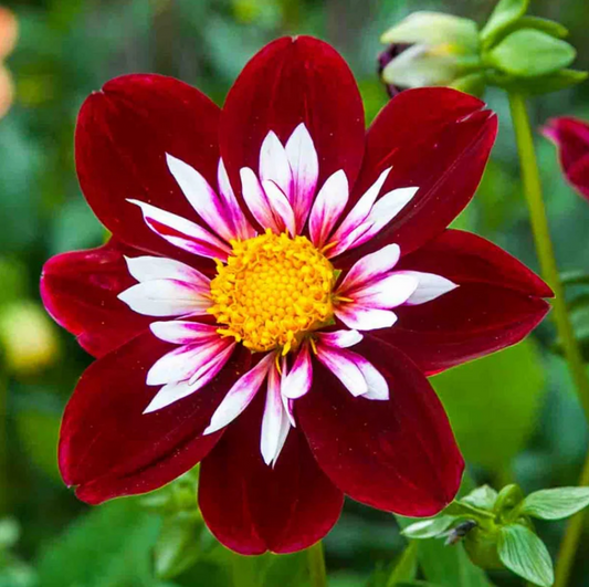 Dahlia Night Butterfly