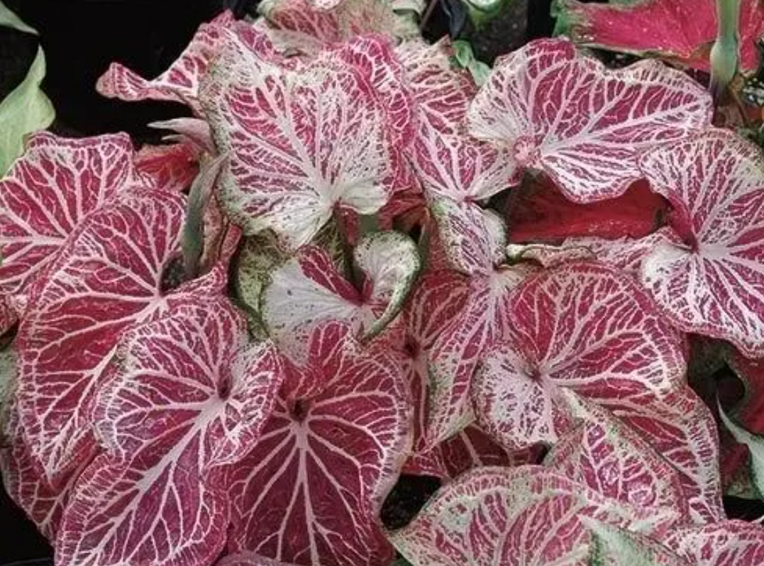 Caladium Peppermint
