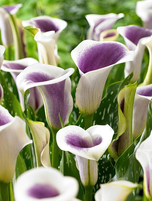 Calla Picasso