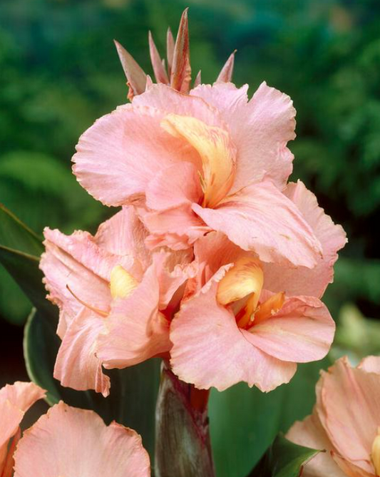 Canna Tall Salmon Beauty