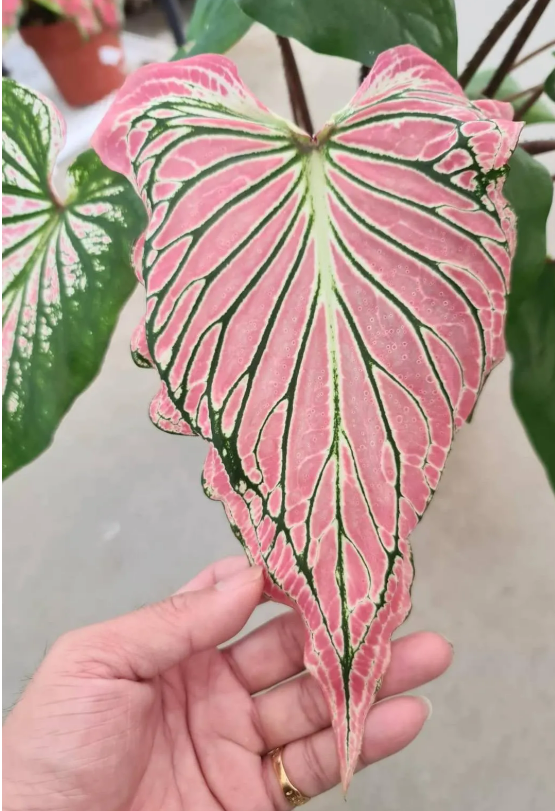 Caladium Pink Symphony