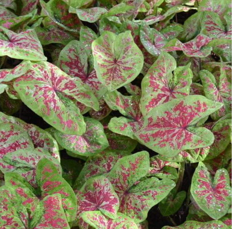 Caladium Raspberry Moon