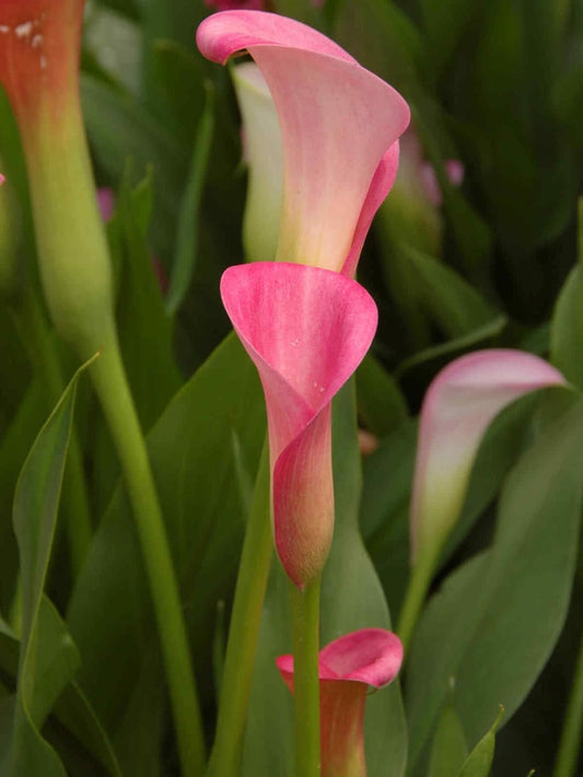 Calla Rehmanni