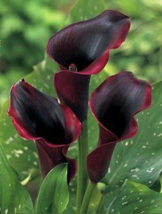 Calla Schwarzwalder