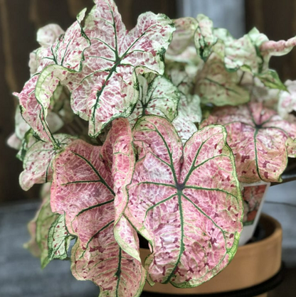 Caladium Splash of Wine