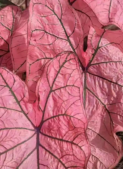 Caladium Spring Fling