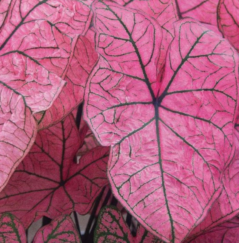 Caladium Spring Fling