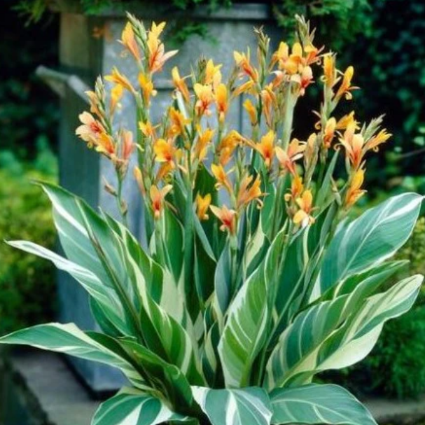 Canna Variegated Stuttgart