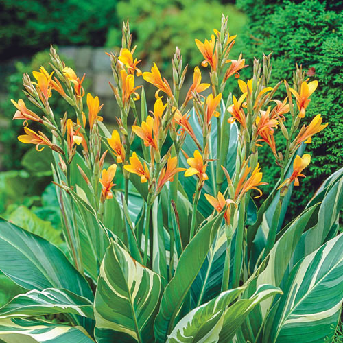 Canna Variegated Stuttgart