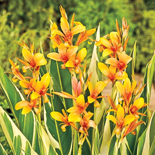 Canna Variegated Stuttgart