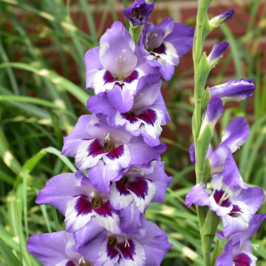 Gladiolus Vista