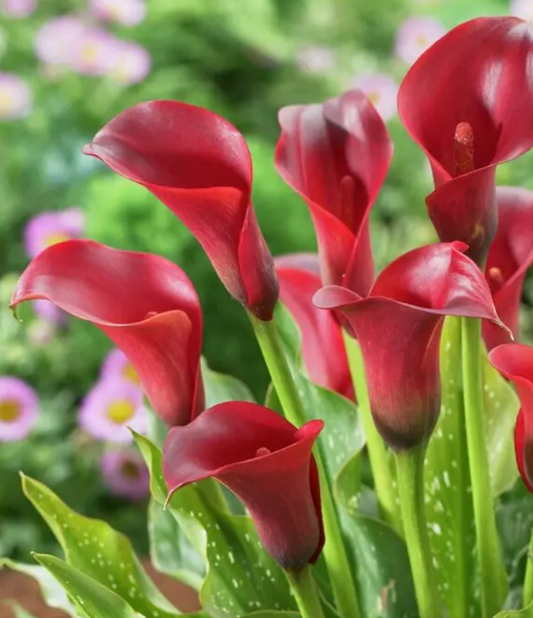 Calla Majestic Red